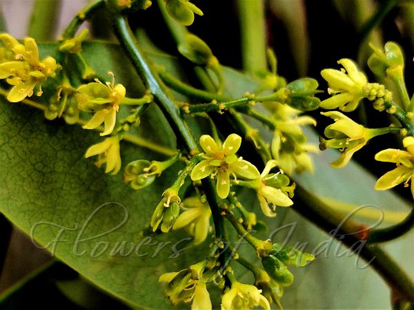 Malabar Tree of Heaven